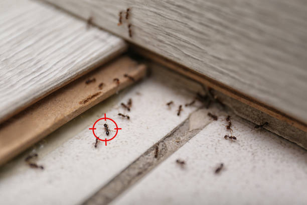 Best Affordable Pest Control Services  in West Covina, CA