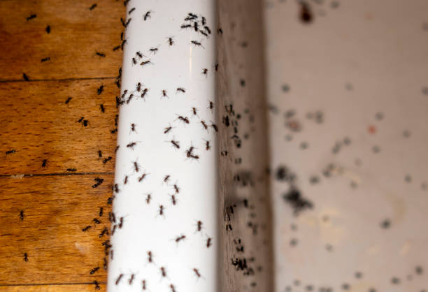 Best Affordable Pest Control Services  in West Covina, CA